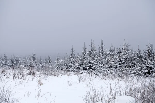 Niebla paisaje de invierno con abetos —  Fotos de Stock