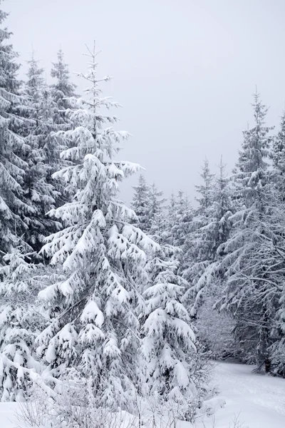 Weihnachten Hintergrund mit schneebedeckten Tannen — Stockfoto