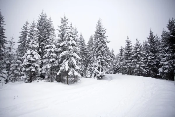 白雪皑皑的路径 — 图库照片