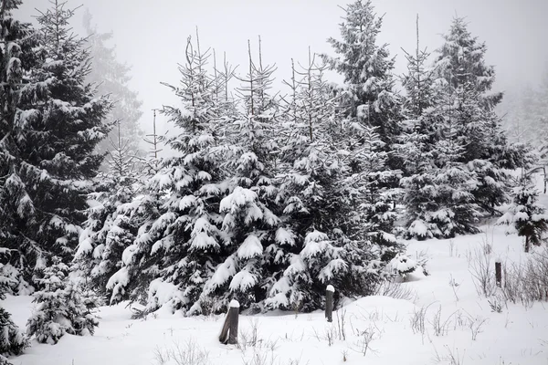 Niebla paisaje de invierno con abetos — Foto de Stock