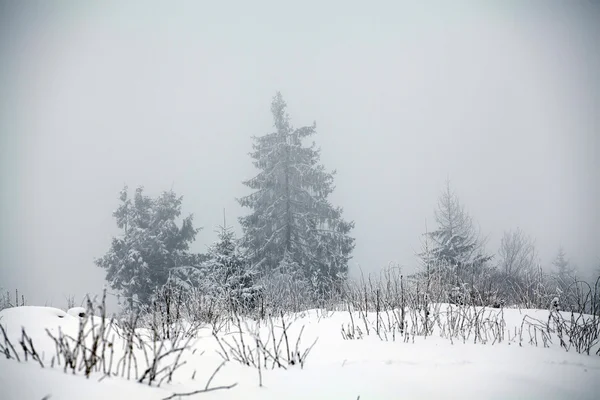 Niebla paisaje de invierno con abetos —  Fotos de Stock