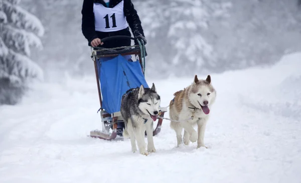 Carrera de trineos con huskies siberianos —  Fotos de Stock