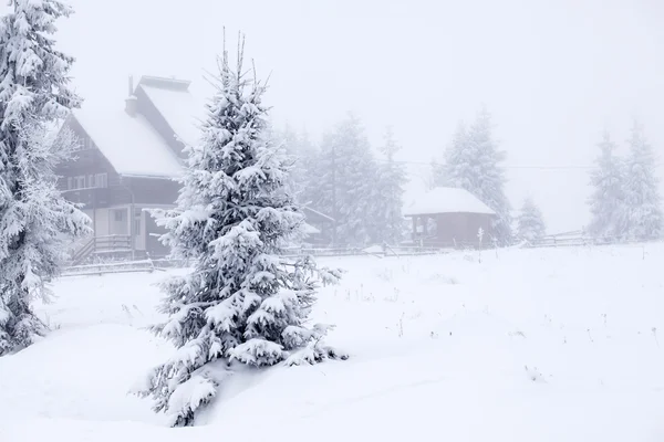 Mistig winterlandschap met sparren — Stockfoto