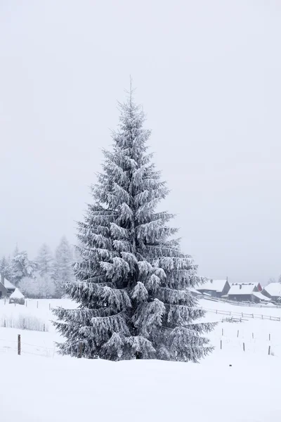 Foggy winter landscape with firs — Stock Photo, Image