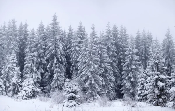 Niebla paisaje de invierno con abetos —  Fotos de Stock