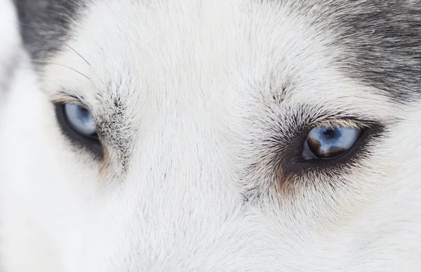 Nahaufnahme der blauen Augen eines Huskys — Stockfoto
