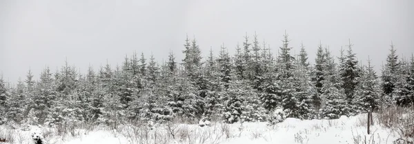 Foggy winter landscape with firs — Stock Photo, Image