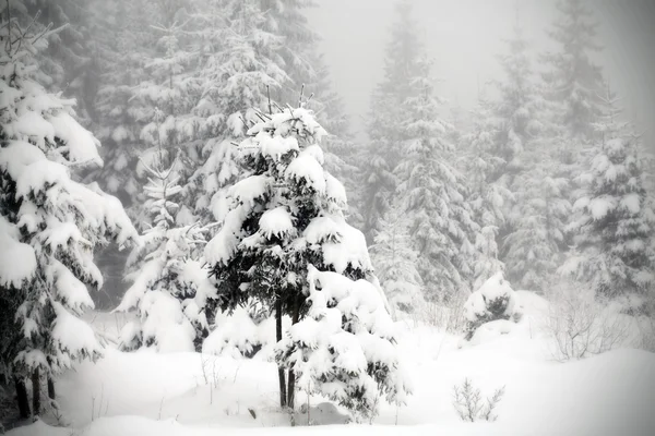 Karlı köknar ağaçları ile Noel arkaplanı — Stok fotoğraf