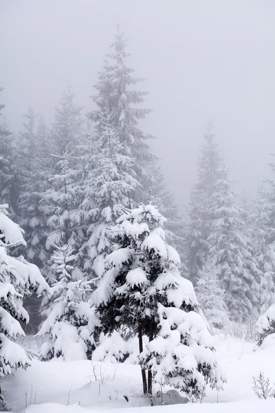 有白雪杉树的圣诞背景 — 图库照片