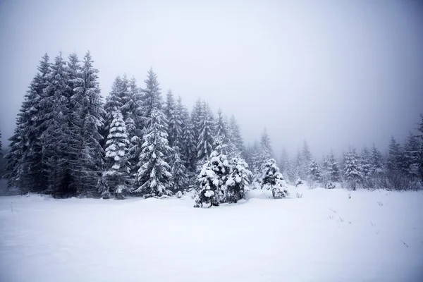 Mglisty zimowy krajobraz z jodłami — Zdjęcie stockowe