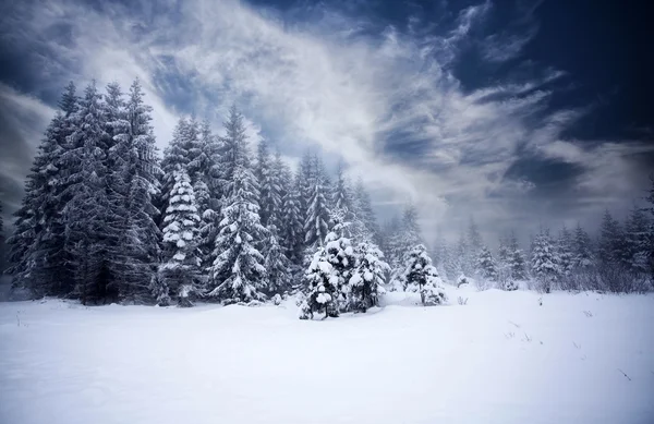 Niebla paisaje de invierno con abetos — Foto de Stock