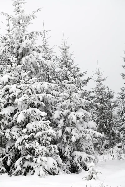 Karlı köknar ağaçları ile Noel arkaplanı Telifsiz Stok Imajlar