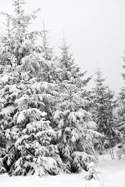 Fondo de Navidad con abetos nevados Imágenes de stock libres de derechos