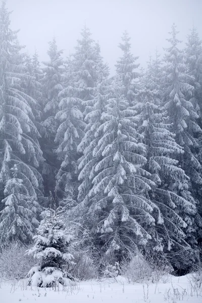 Рождественский фон со снежными елками Стоковое Фото