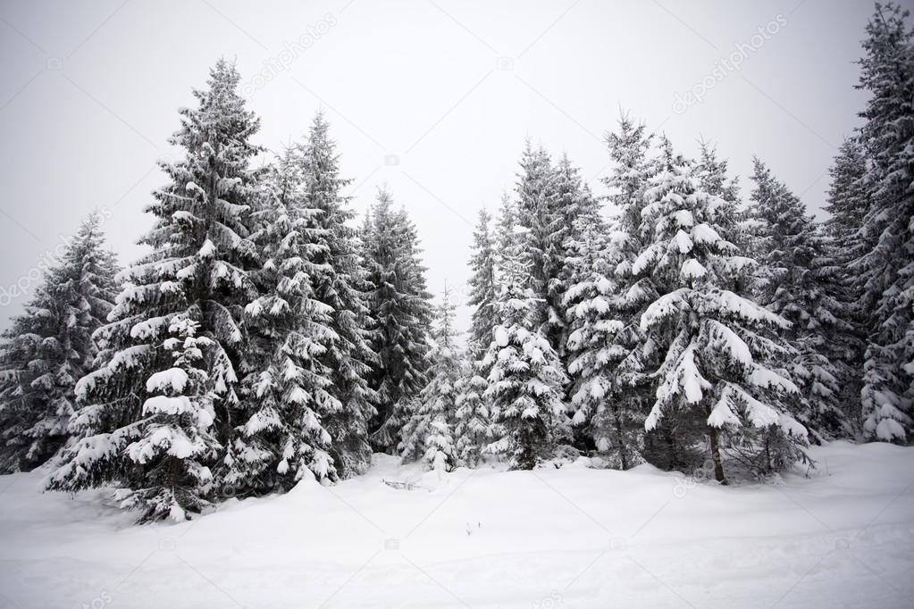 Foggy winter landscape with firs