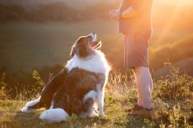 İtaat eğitiminden sonra köpeklerine ödül veren adam..