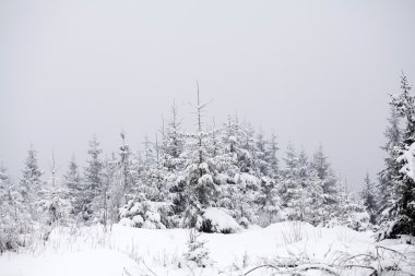 Karlı köknar ağaçları ile Noel arkaplanı