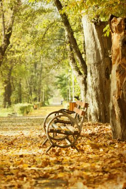 Sonbahar parkında ahşap bank