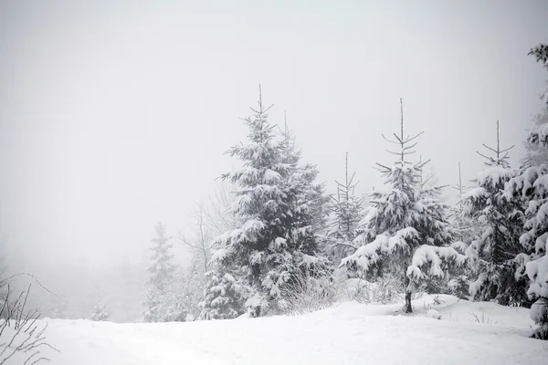 Kerst achtergrond met besneeuwde dennenbomen — Stockfoto