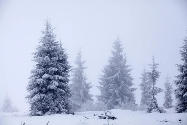 有白雪杉树的圣诞背景 — 图库照片