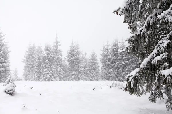 Jul bakgrund med snöiga gran träd — Stockfoto