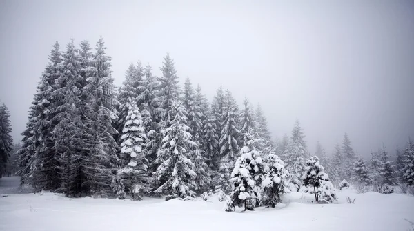 有白雪杉树的圣诞背景 — 图库照片