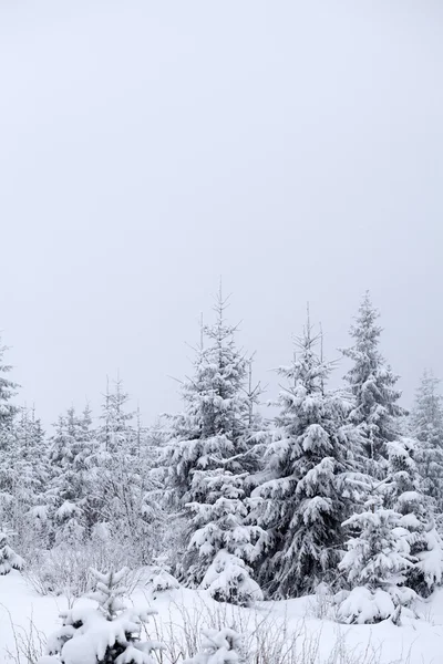 有白雪杉树的圣诞背景 — 图库照片