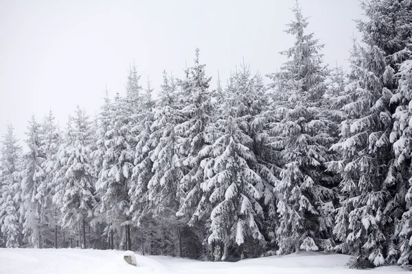 有白雪杉树的圣诞背景 — 图库照片