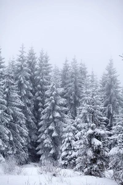 Kerst achtergrond met besneeuwde dennenbomen Stockafbeelding