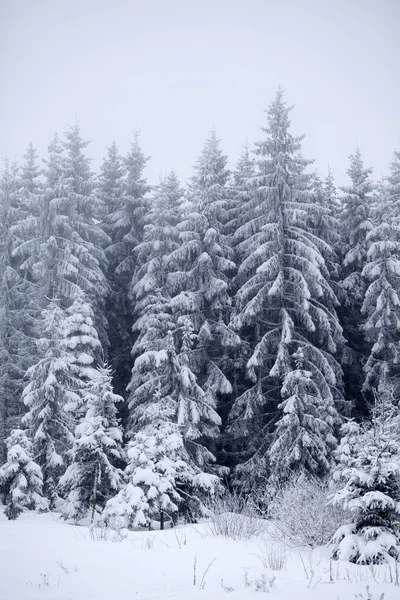 Kerst achtergrond met besneeuwde dennenbomen Stockfoto