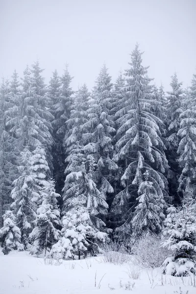 Fondo de Navidad con abetos nevados Fotos de stock libres de derechos