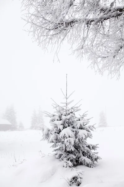 Karlı köknar ağaçları ile Noel arkaplanı Stok Fotoğraf