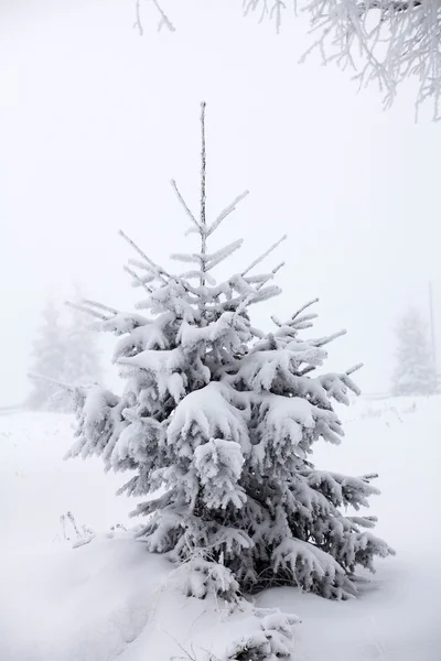 Fondo de Navidad con abetos nevados Imágenes de stock libres de derechos