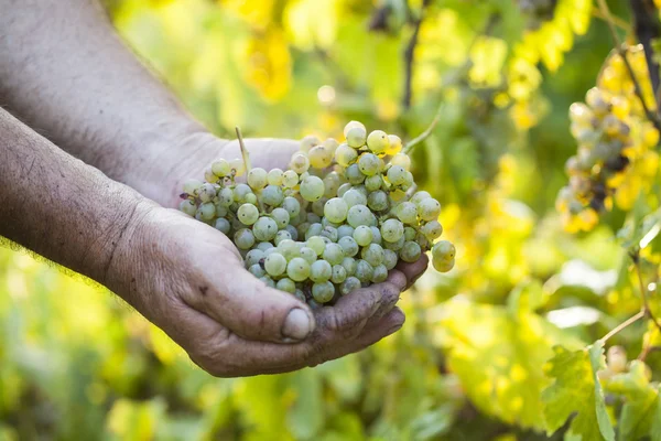 Mãos de agricultores segurando uvas colhidas Fotos De Bancos De Imagens Sem Royalties