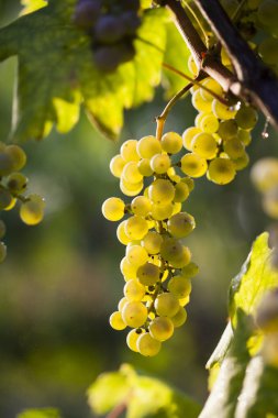 Asma üzerinde beyaz üzüm demet