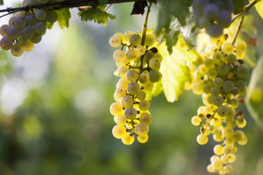 Asma üzerinde beyaz üzüm demet