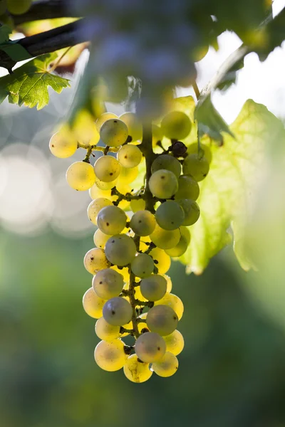 Bando de uvas brancas na videira — Fotografia de Stock