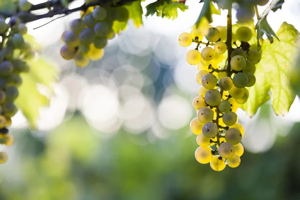 Ramo de uva blanca en la vid — Foto de Stock