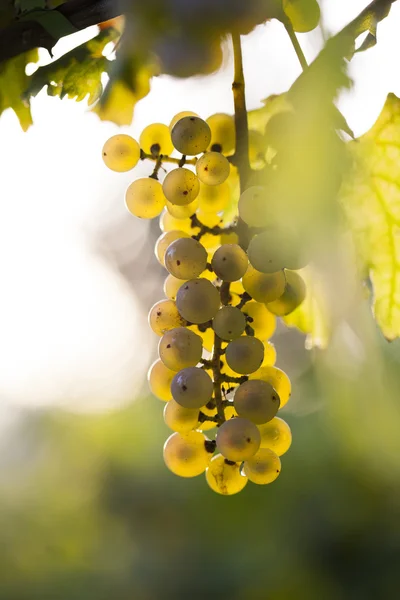 Bando de uvas brancas na videira — Fotografia de Stock
