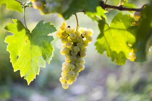 Гроздь белого винограда на лозе — стоковое фото