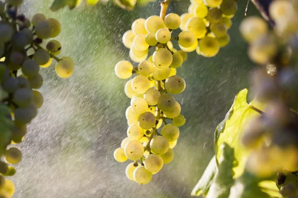 Ramo de uva blanca en la vid — Foto de Stock