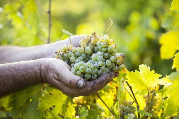 Mãos de agricultores segurando uvas colhidas Imagens De Bancos De Imagens Sem Royalties