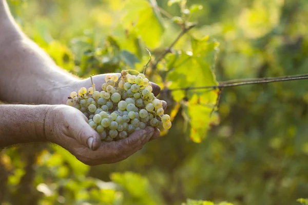 Mãos de agricultores segurando uvas colhidas Imagens De Bancos De Imagens Sem Royalties