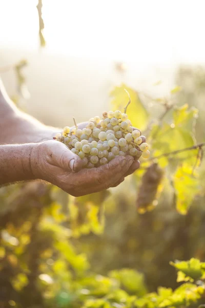 Mãos de agricultores segurando uvas colhidas Imagens De Bancos De Imagens