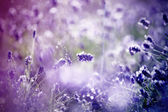 Картина, постер, плакат, фотообои "lavender in the field", артикул 89185558