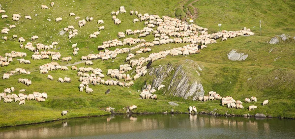 Rebaño de ovejas en las montañas — Foto de Stock