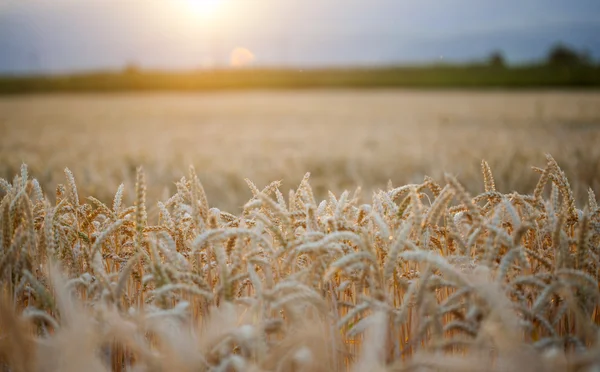 Trigo maduro al sol — Foto de Stock