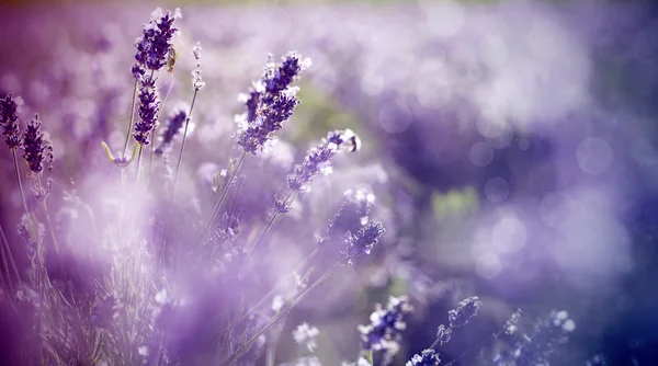 Lavendel på fältet — Stockfoto