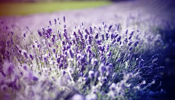 Lavanda no campo — Fotografia de Stock