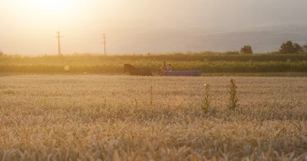 太陽の下で熟した小麦 — ストック写真